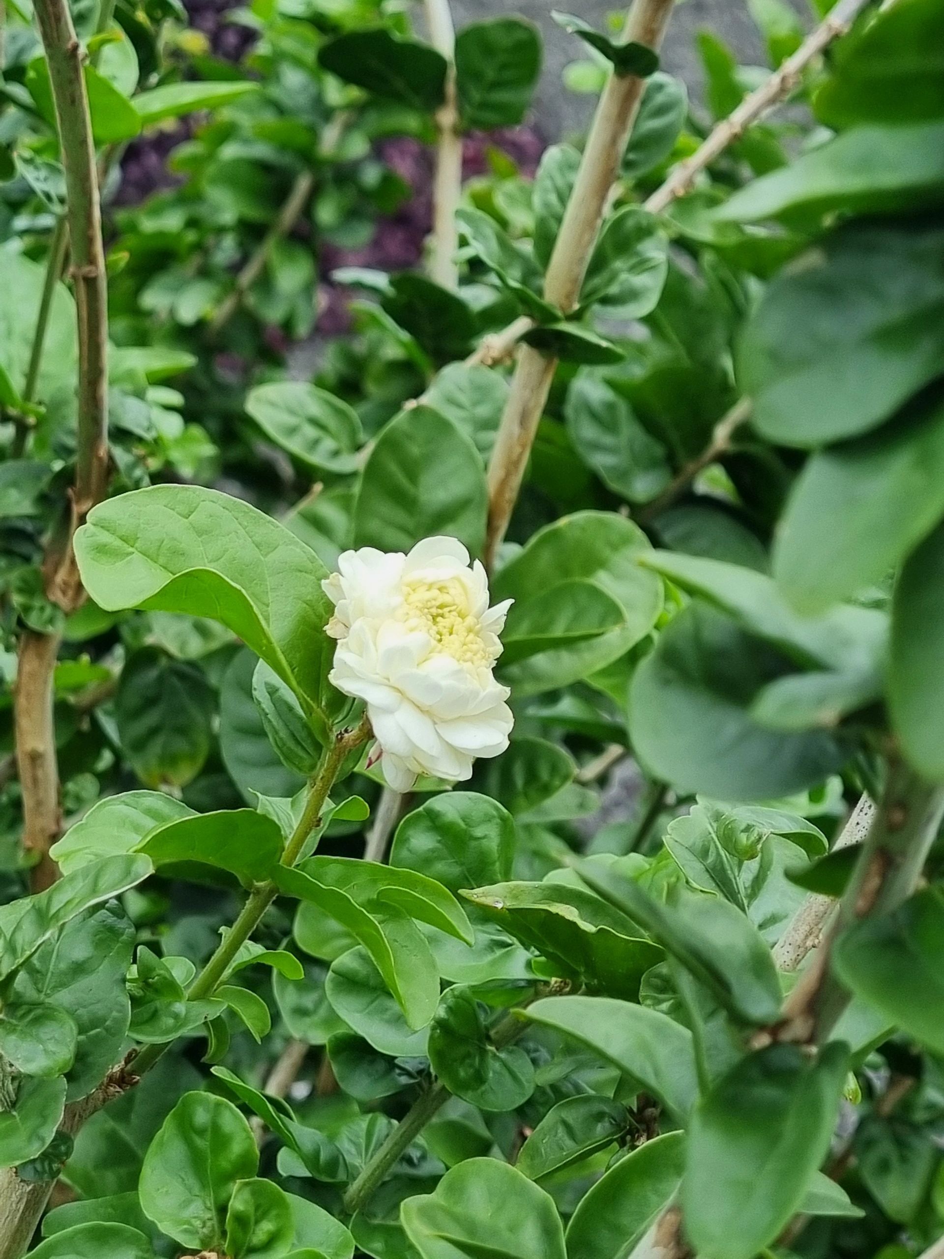White jasmine flower blooming amidst green leaves and stems.