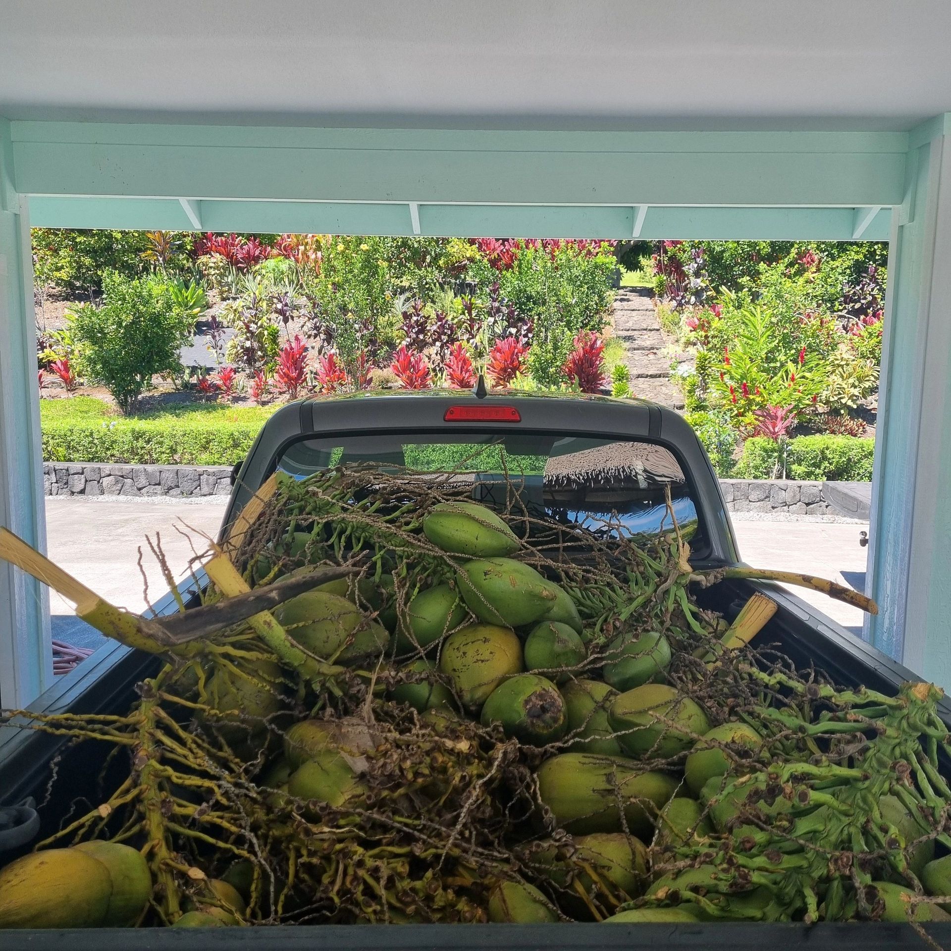 Truck bed overflowing with green coconuts and palm fronds; lush green and red flowers in the background.