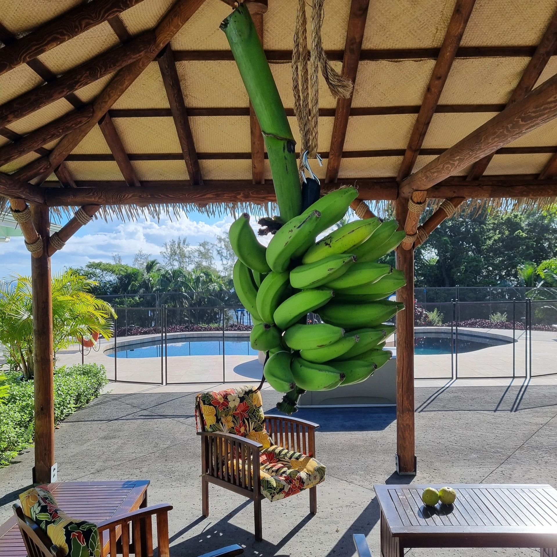Green bananas hanging from a thatched roof, with a pool and chairs in the background.