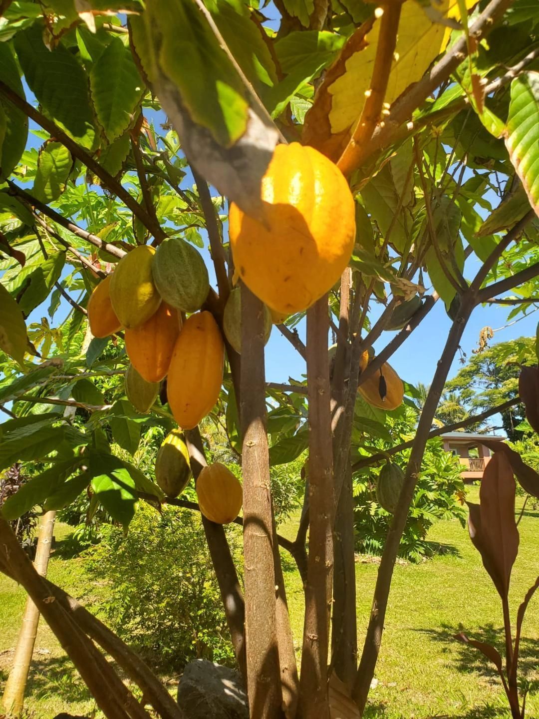 Cocoa tree with several yellow and green pods in a sunny outdoor setting.