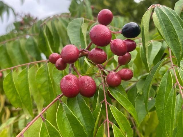 Curry tree branch with reddish-purple berries and green, feathery leaves. One berry is black.