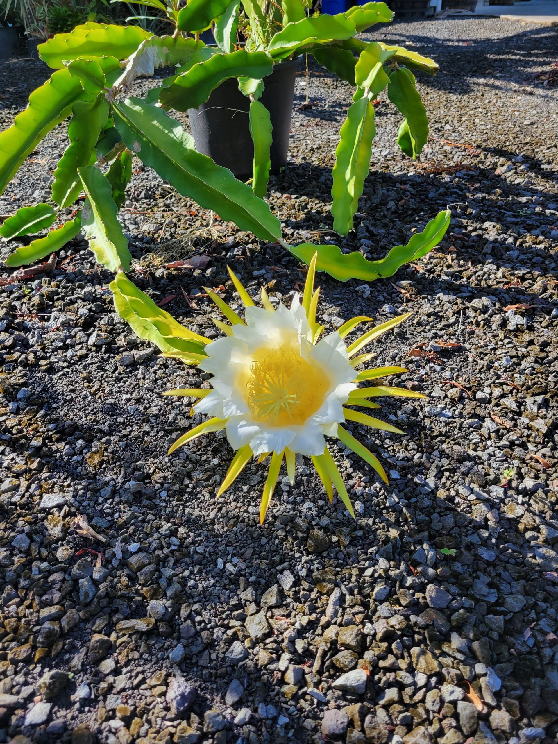 Dragon fruit flower on the ground with spiky petals and yellow center, green plant in the background.