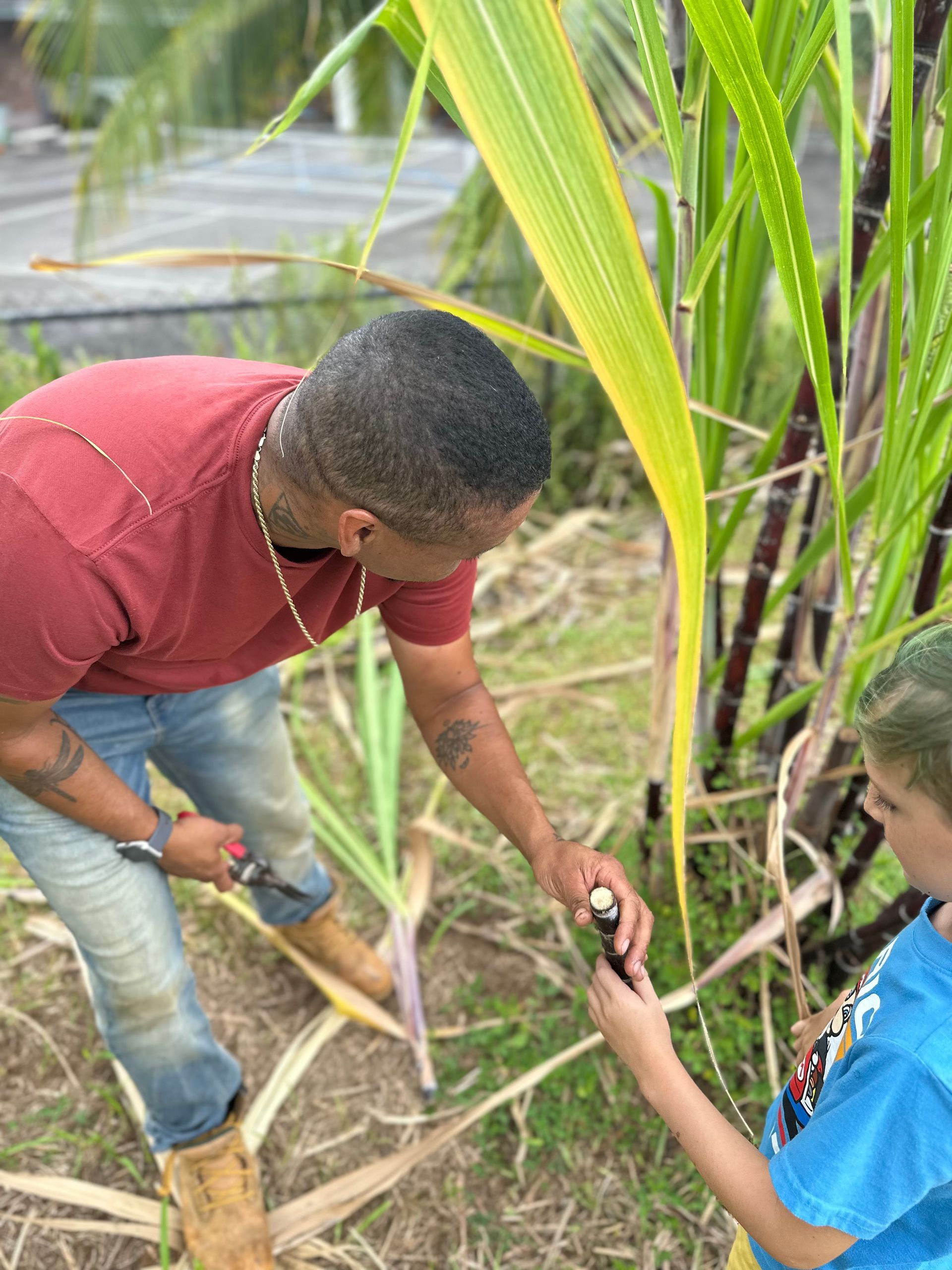 Man and child examining a sugarcane stalk, outdoors. Man wearing red shirt, jeans, and boots; child in blue shirt.