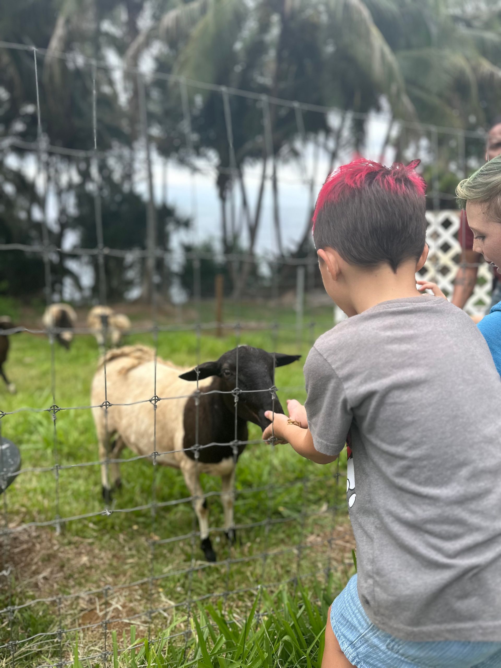 Boy with red-tipped hair feeds a black and white sheep through a fence. Green grass and palm trees in background.