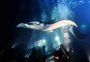 Manta ray swims near scuba divers in dark blue water.