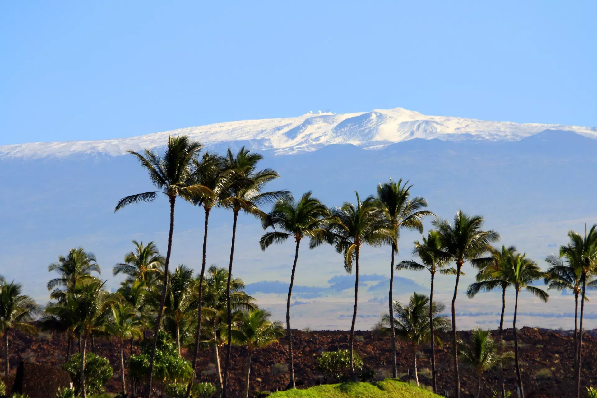 Palm trees in foreground, snow-capped mountain in background under a blue sky.