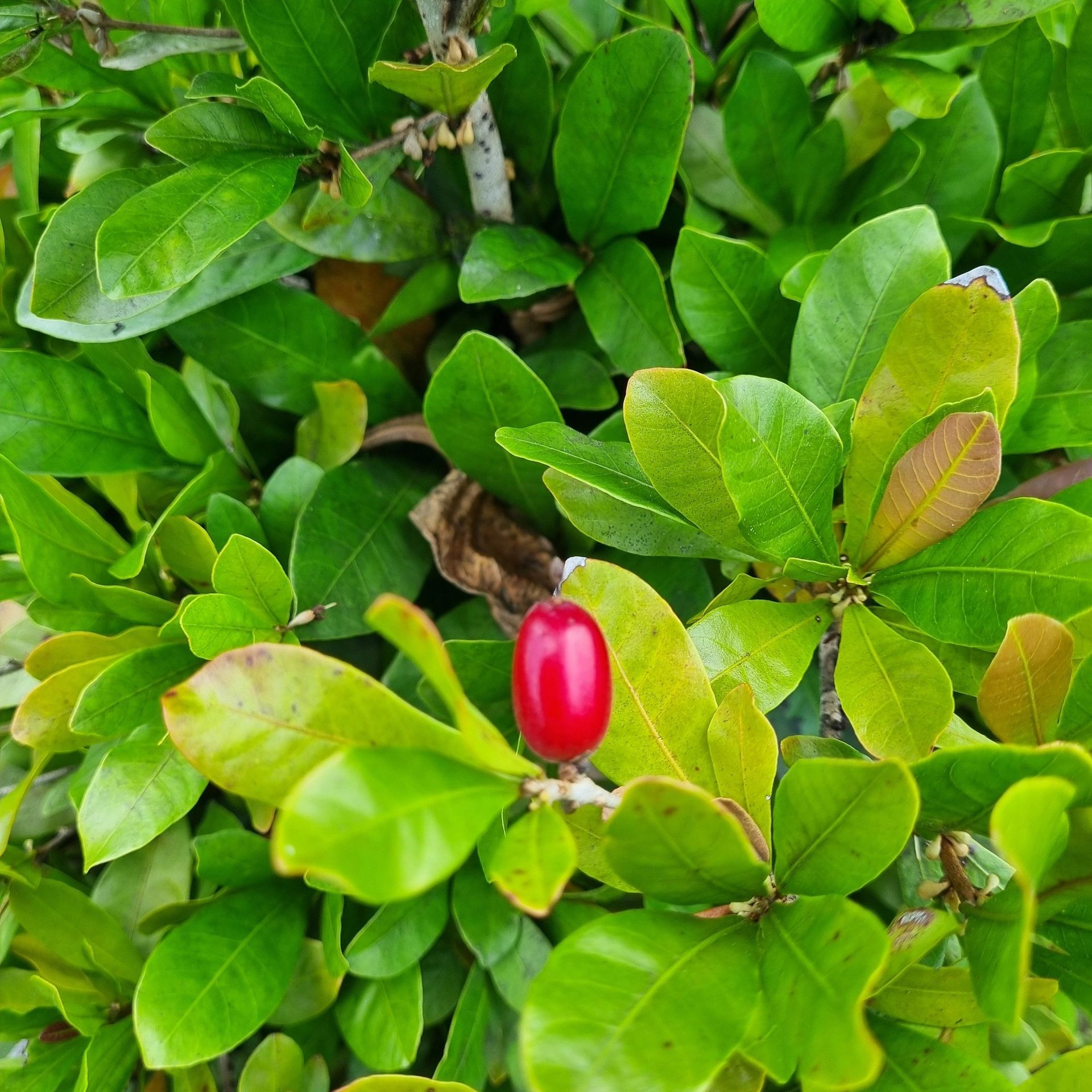 Red berry on a green leafy bush.