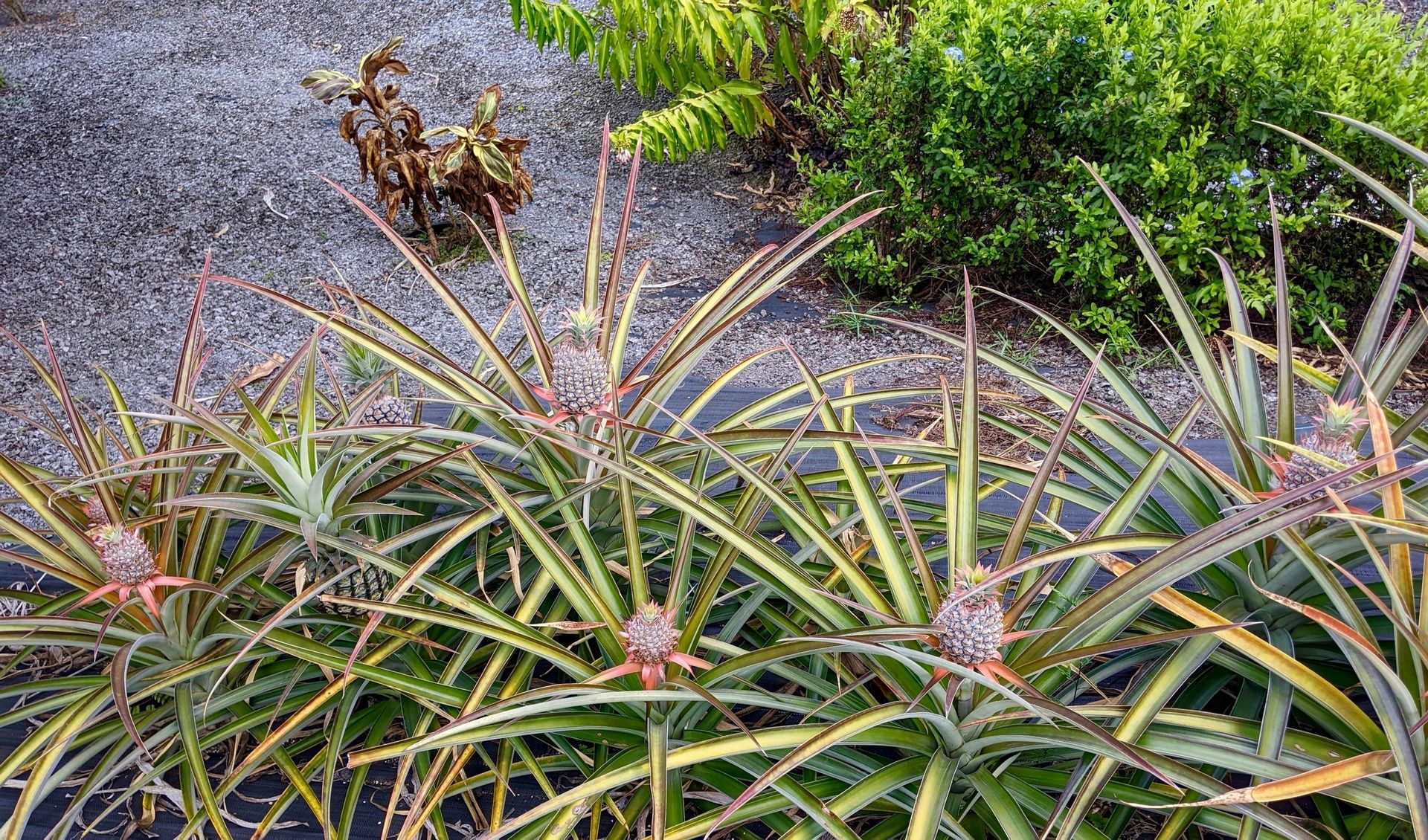 Pineapple plants with spiky leaves and small developing fruit, growing in a garden setting.
