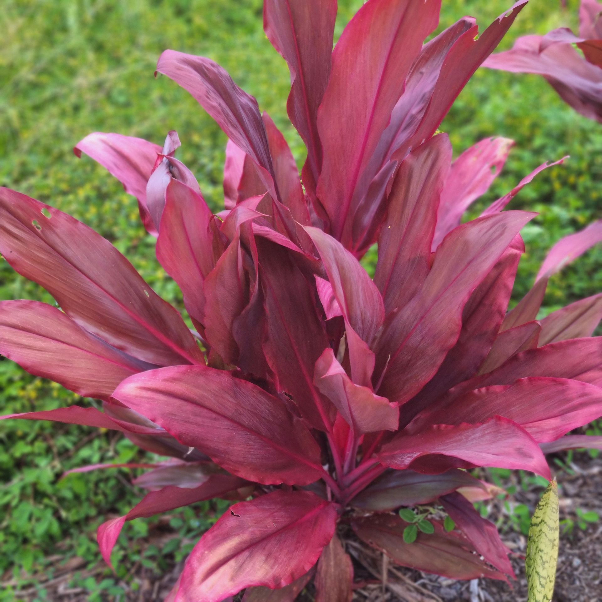Red ti plant with deep red, elongated leaves, growing outdoors.