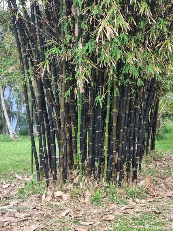 Black bamboo stalks in a cluster, surrounded by green foliage, in an outdoor setting.