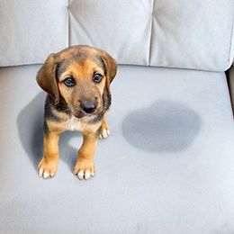 Pet Odors — Dog On Sofa With Stain in Richmond, VA