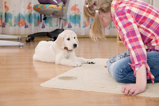 Odor Removal — Removing Cat Stain On Carpet in Richmond, VA
