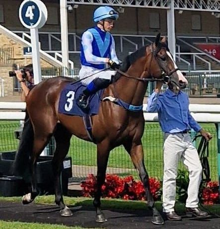 A jockey is riding a horse with the number 3 on the back