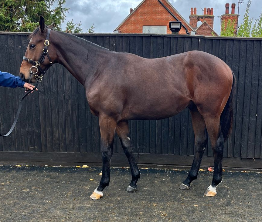 Brown horse wearing a bridle, standing on pavement next to a black fence.