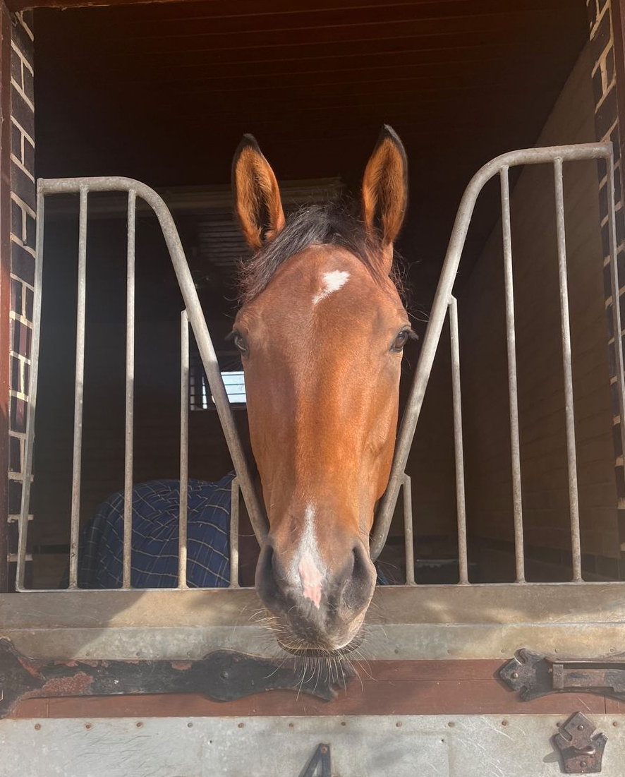 Brown horse with white blaze, head out of stall, looking at viewer.