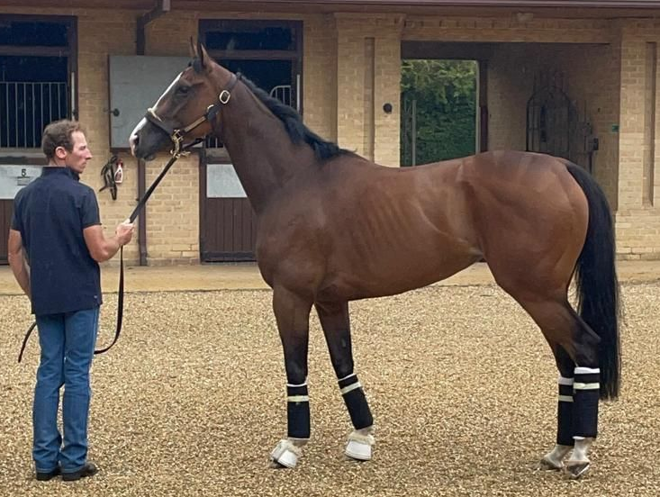 Man holding a brown horse on gravel. Both in front of stable doors. Horse has black leg wraps and white socks.