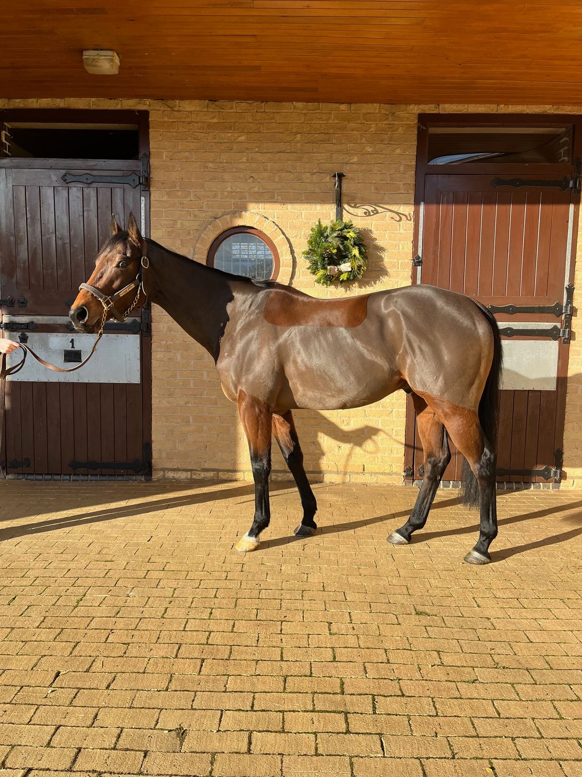 A horse with brown and gray coat stands in a stable doorway, wearing a bridle.