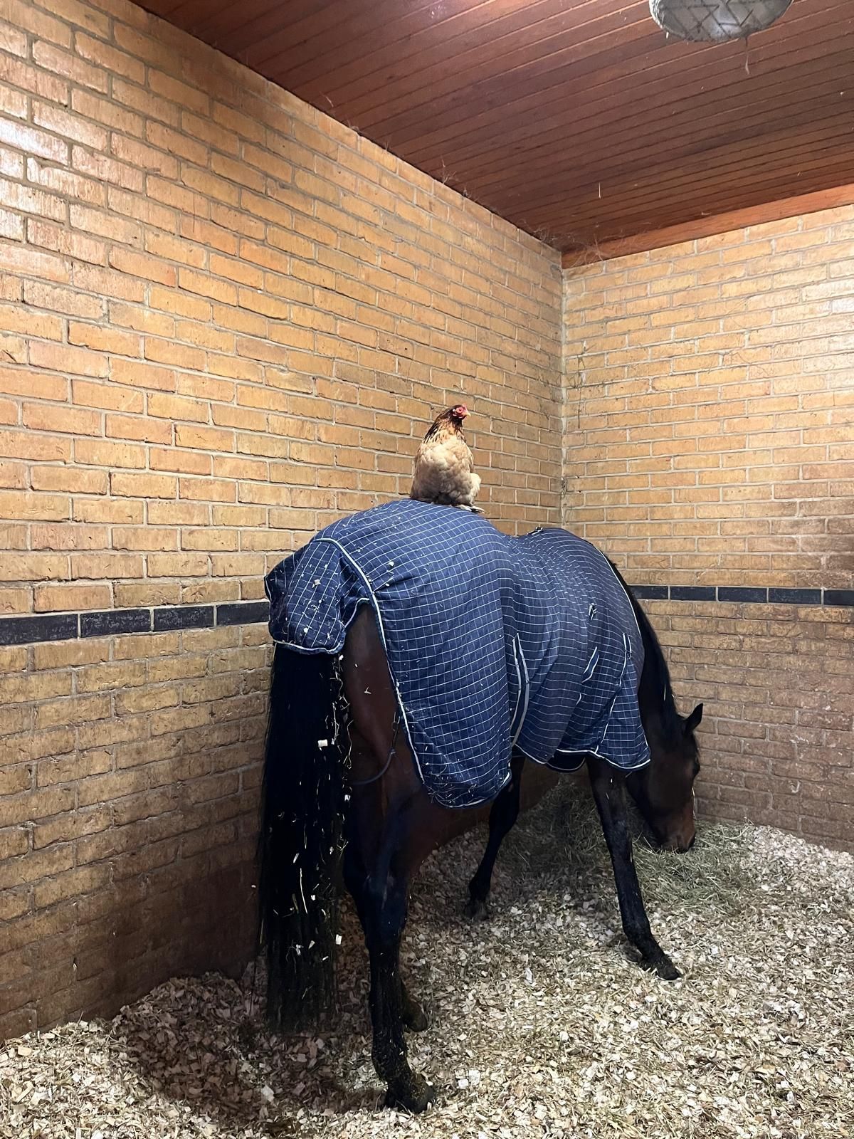 A brown horse wearing a blue blanket with a chicken perched on its back in a brick-walled stable.