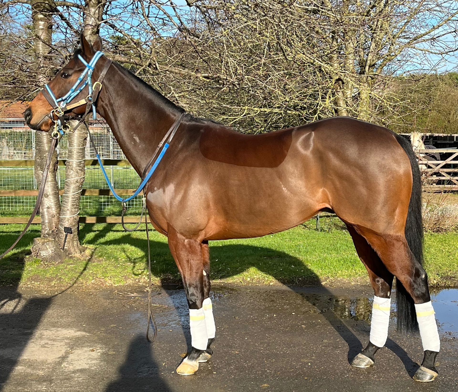 A brown horse with a blue bridle is standing in a field.