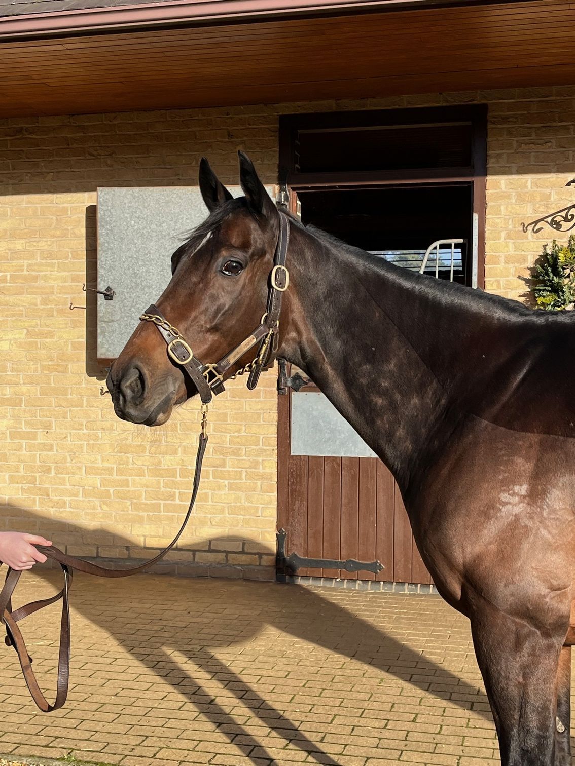 Bay horse in a halter stands outside a stable, its head turned left, with a hand holding the lead.