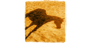 A shadow of a horse is cast on a sandy surface.