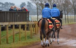 racehorse ownership opportunities