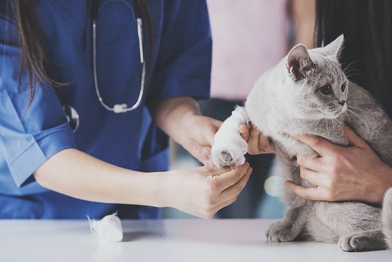 veterinari si prendono cura della zampa di un gatto