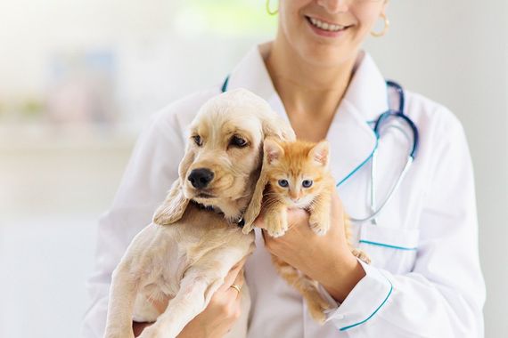 veterinario ha due cuccioli in mano un gatto e un cane