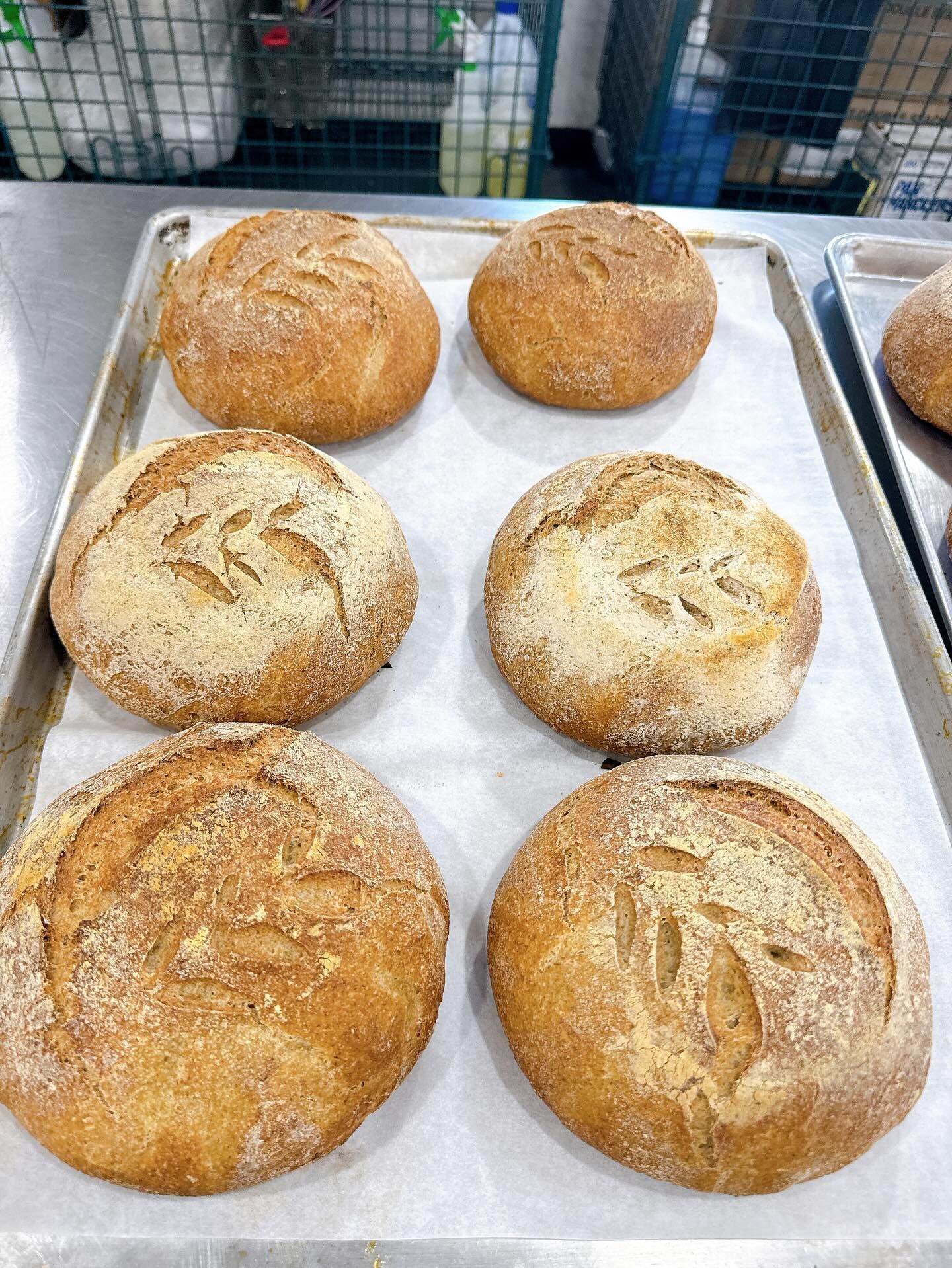 Six round loaves of bread on a baking sheet, with decorative cuts on top.