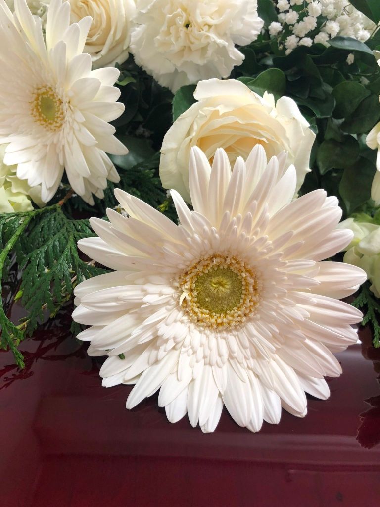 This is an image of a beautiful white Gerbera