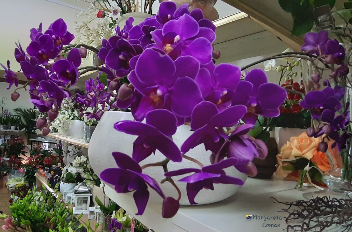 Vaso con fiori viola