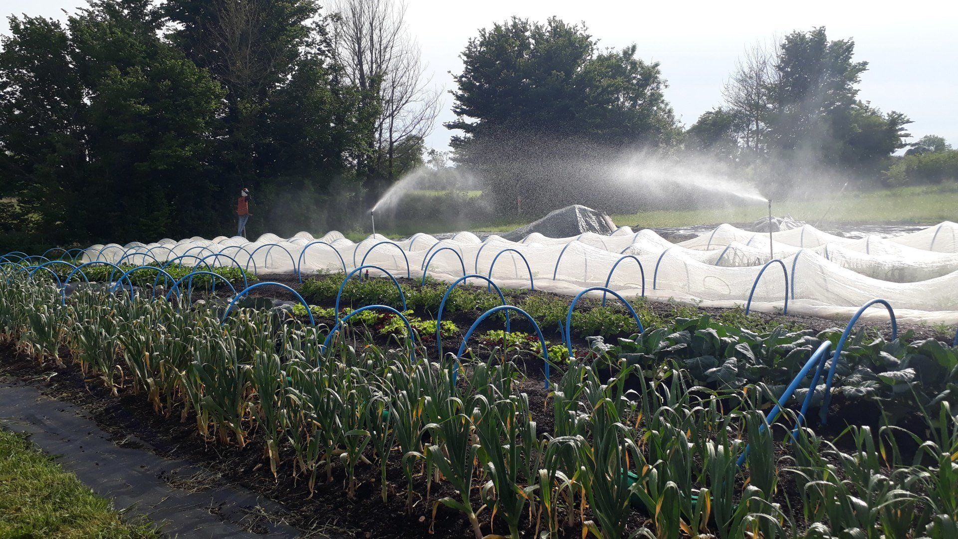 Vegetable farm with sprinklers on