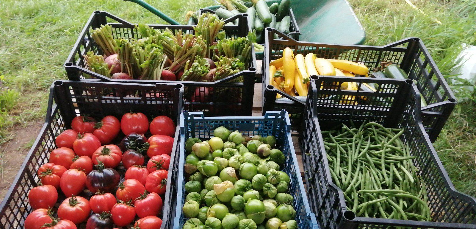 Crates of vegetables