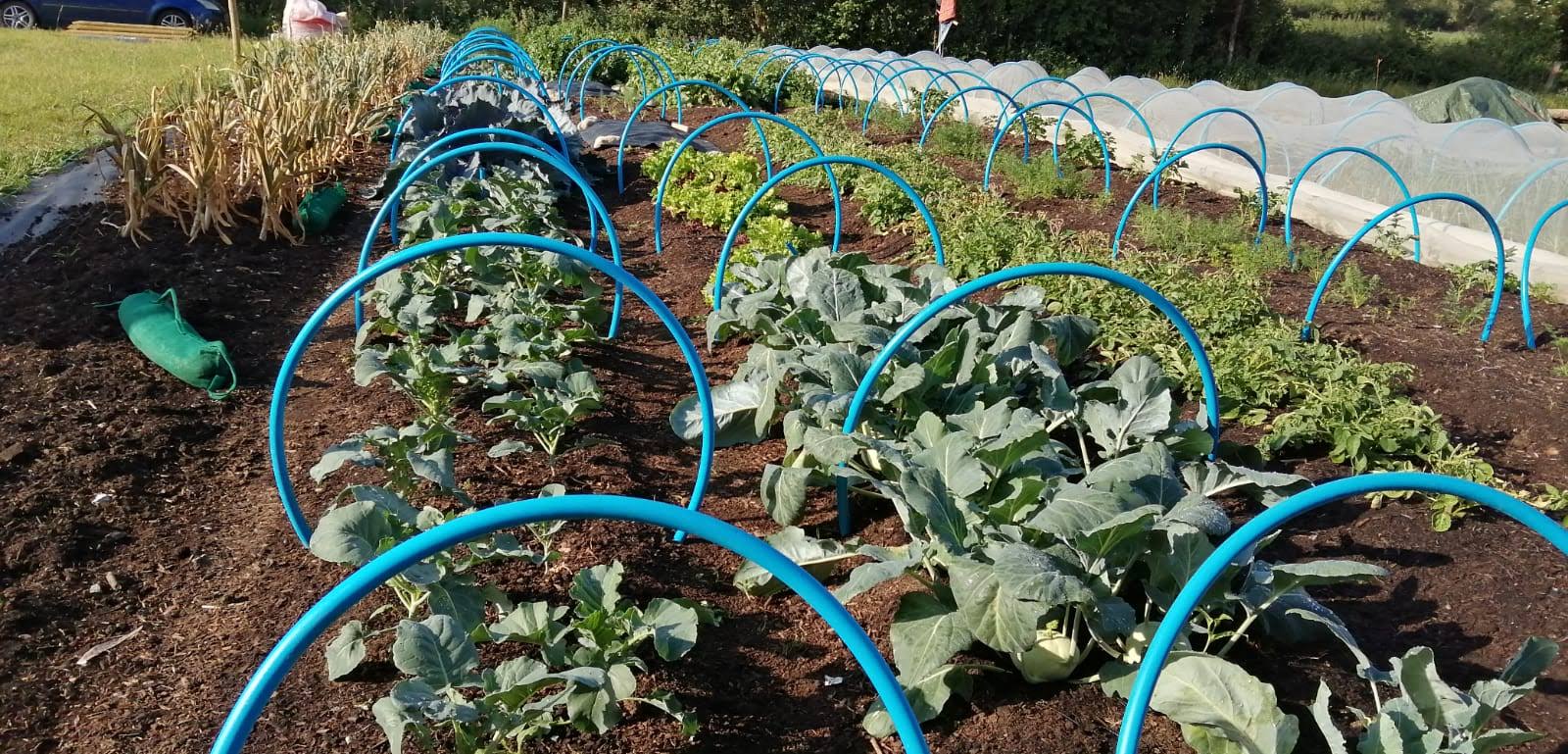 Vegetables growing on farm