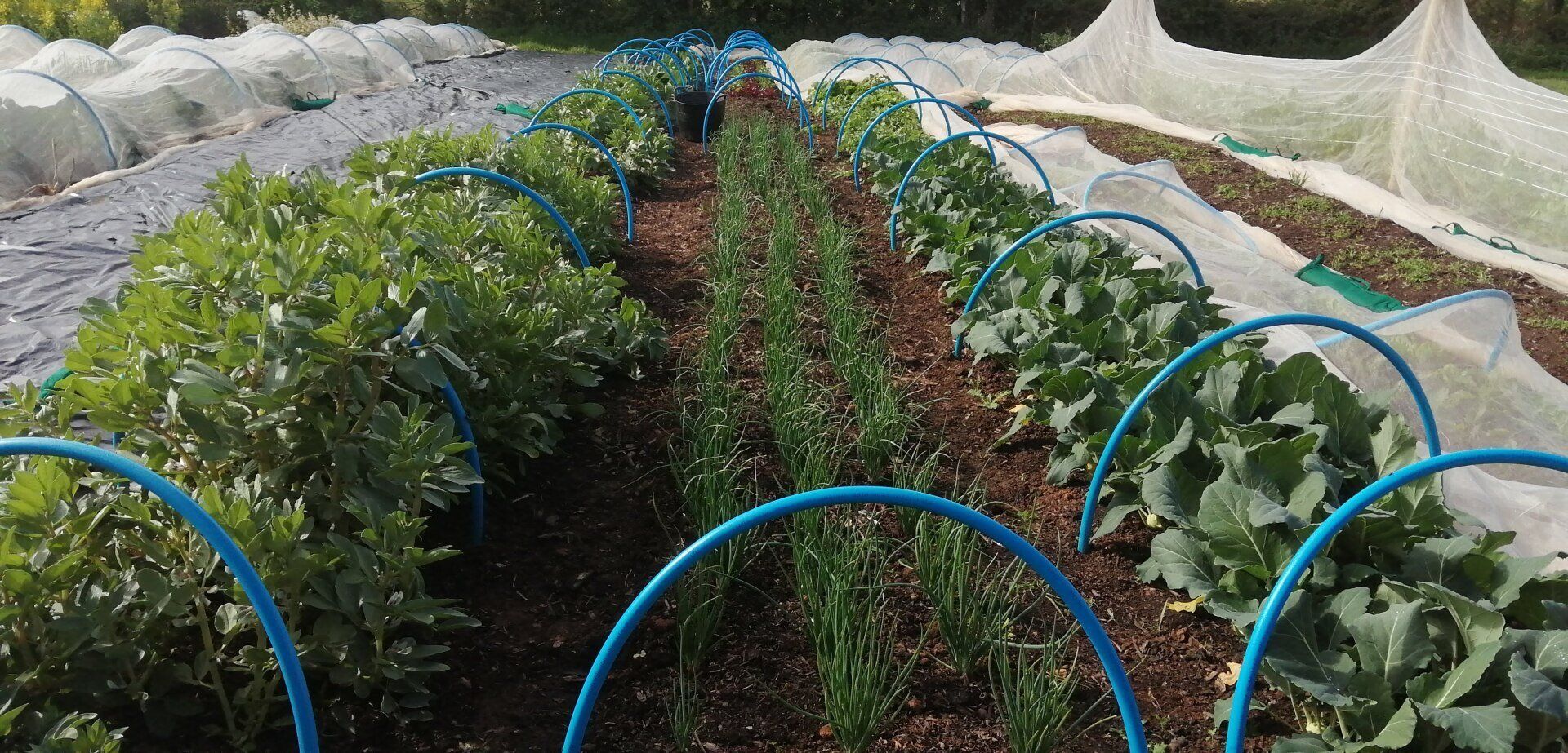 Vegetables growing in beds