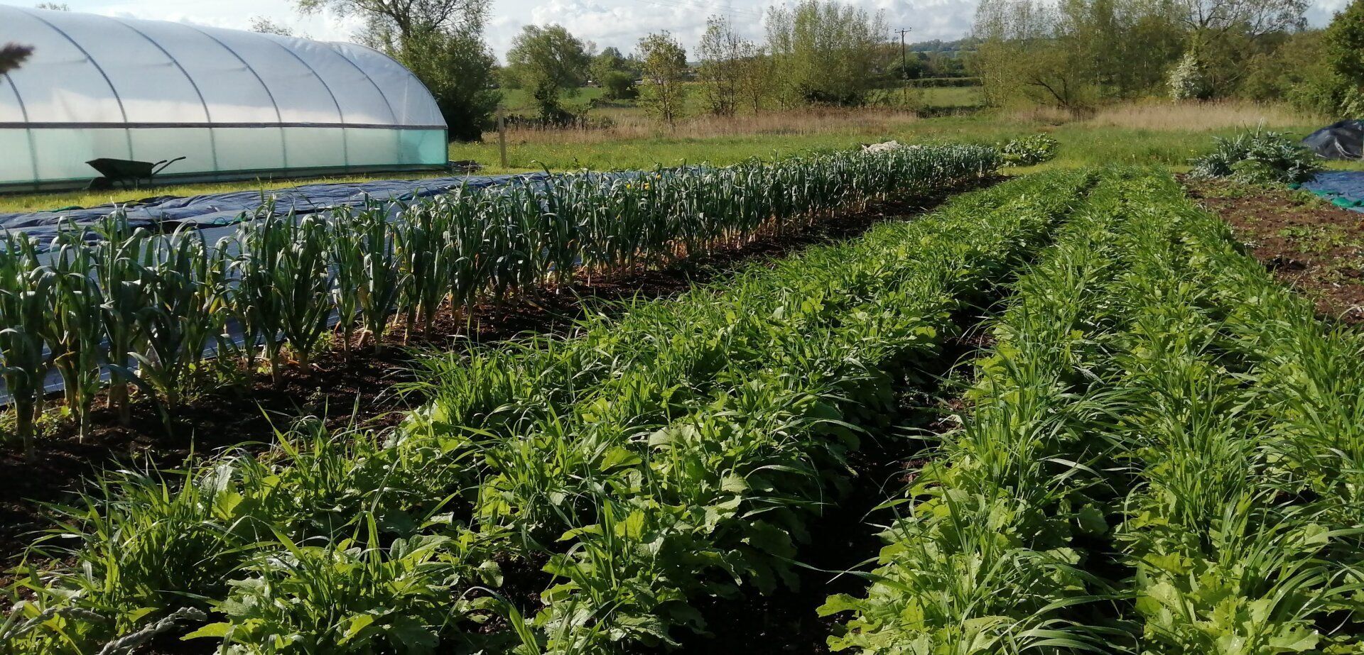 Vegetables growing in rows