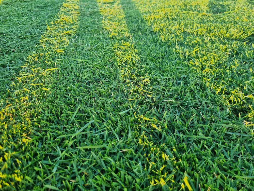A Close Up Of A Field Of Green Grass With Yellow Flowers — Marian Lawns In Sarina, QLD
