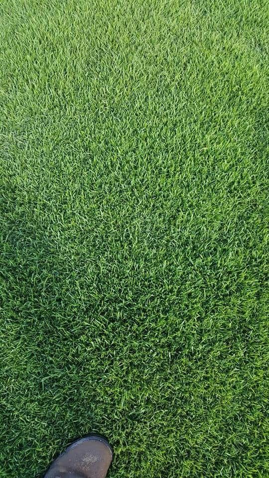 A Lush Green Field Of Grass — Marian Lawns In Sarina, QLD