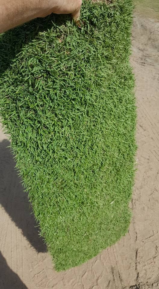 A Person Is Holding A Piece Of Green Grass In Their Hand — Marian Lawns In Proserpine, QLD