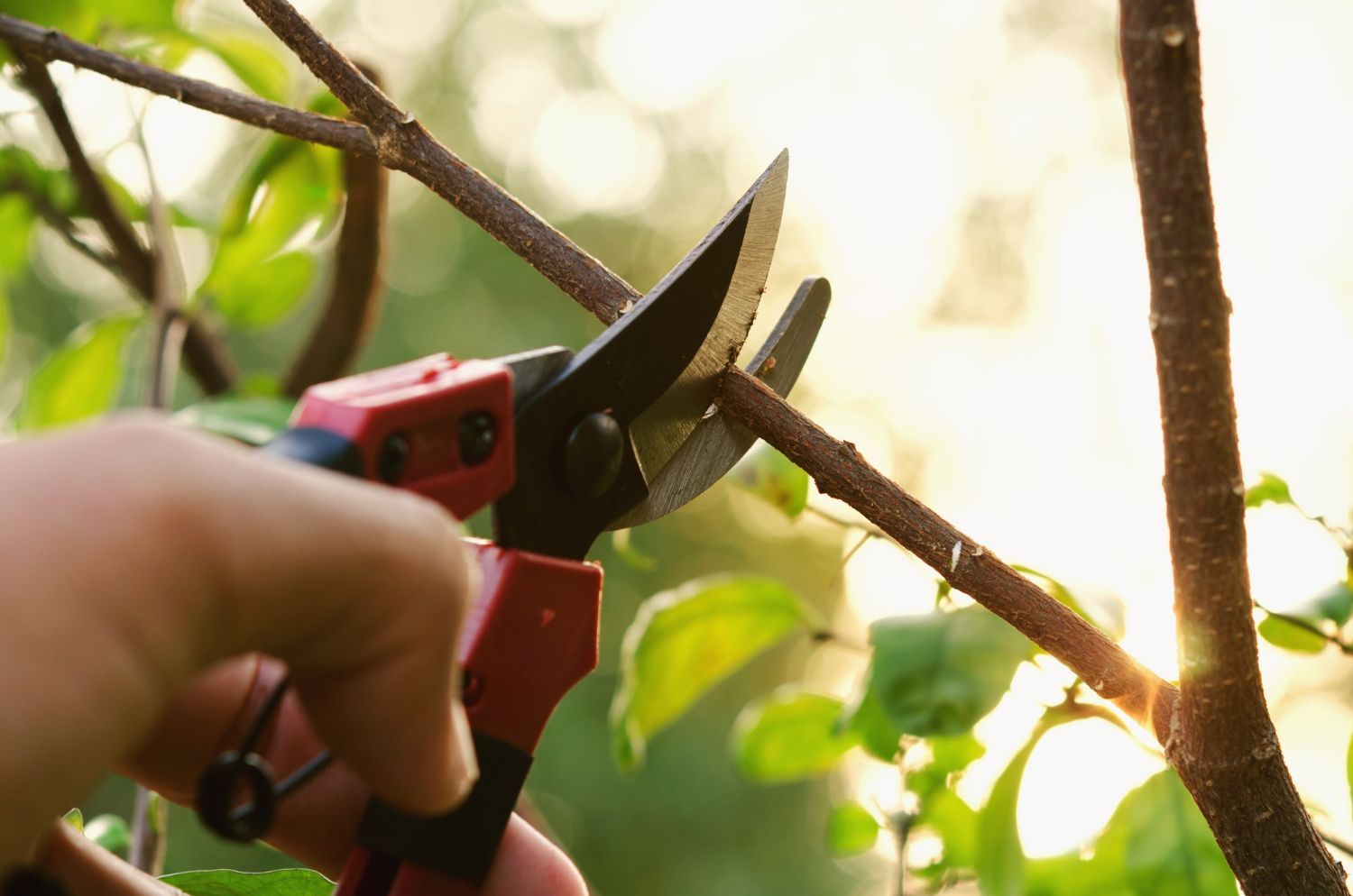 tree pruning