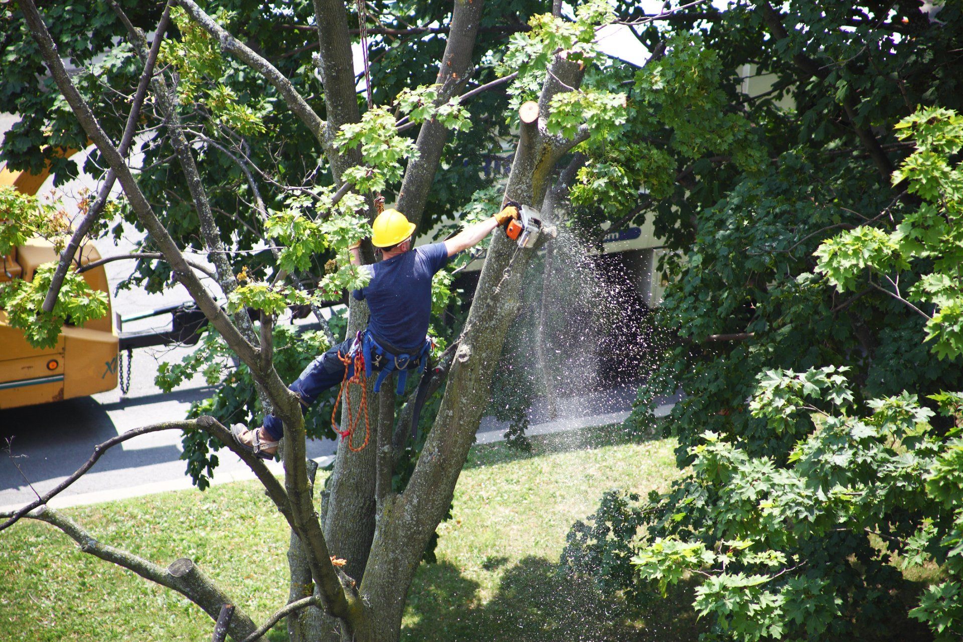tree trimming in Middle Tennessee