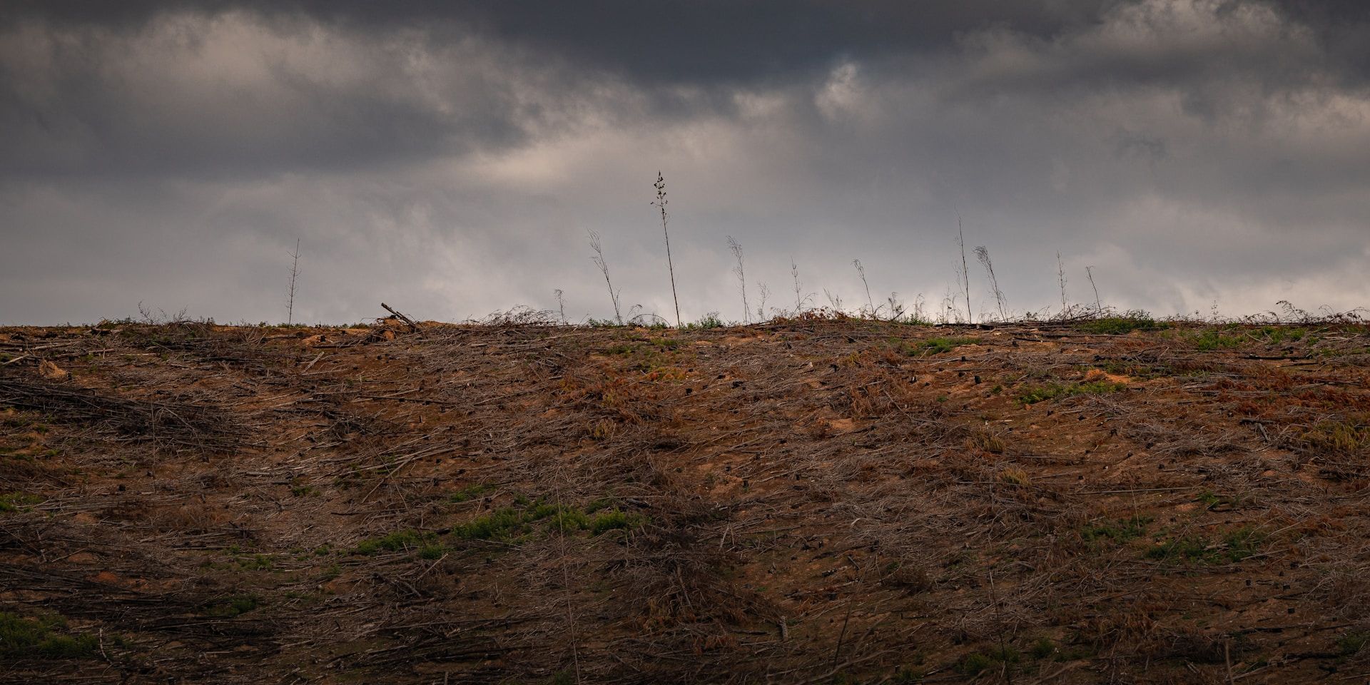 Clearing Land