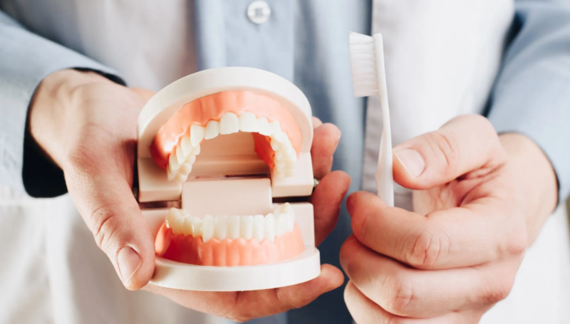Hands holding a model of teeth and a toothbrush.