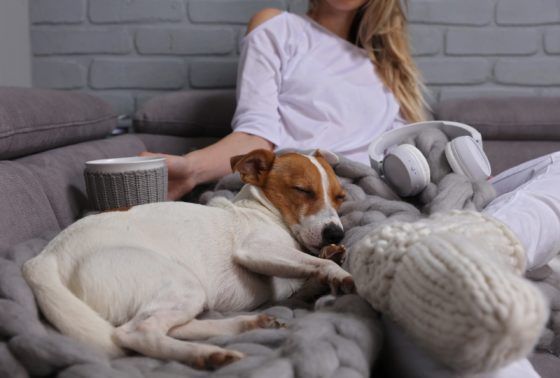 Woman and Her Dog Relaxing — Colorado Springs, CO — Home Heating Service, Inc.