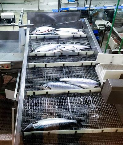 Salmon Processing Plant
