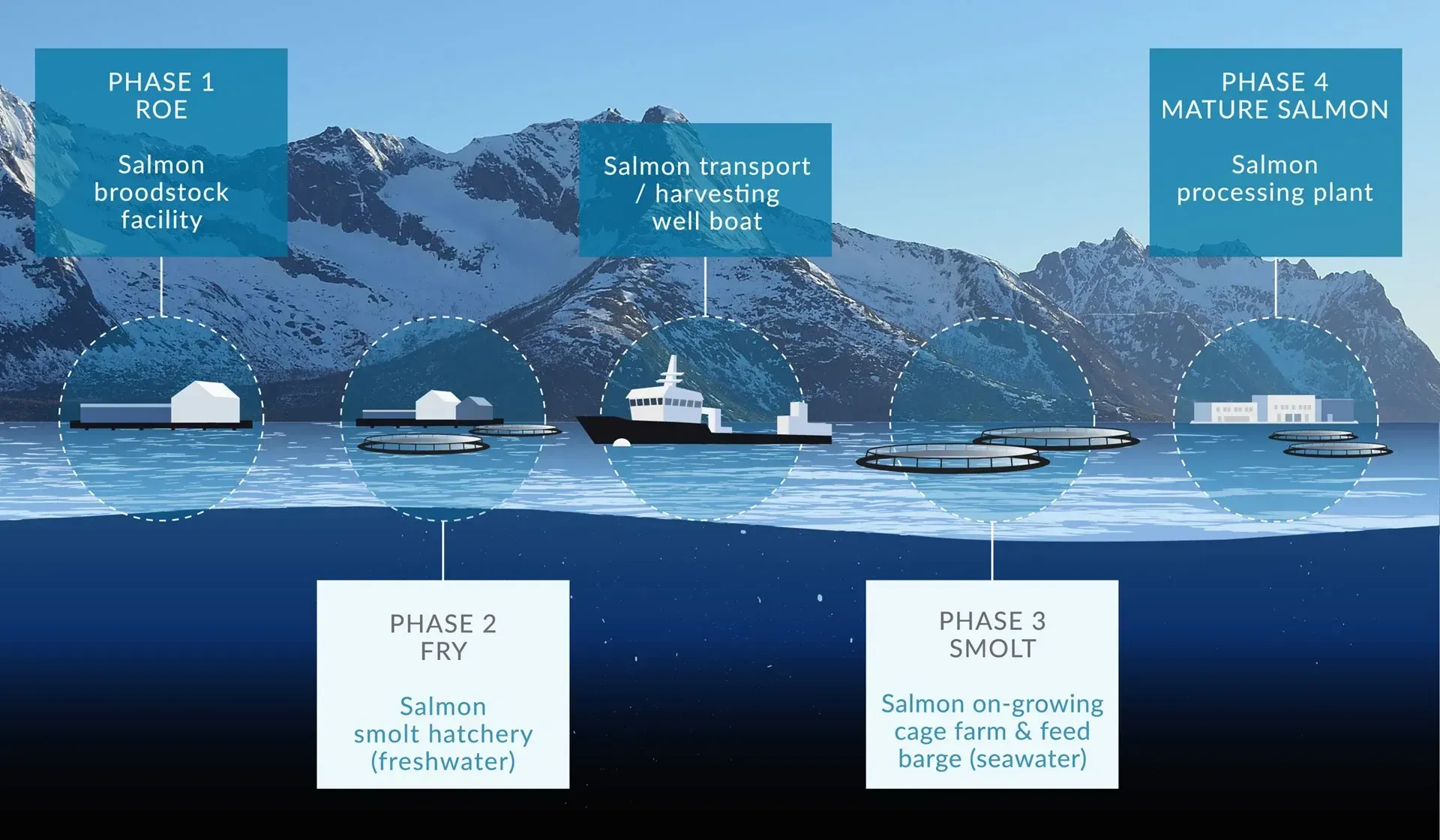 Sustainable Farmed Raised Salmon Phases of Production