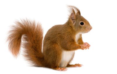 Squirrel Control and Prevention - Gregory Pest Solutions