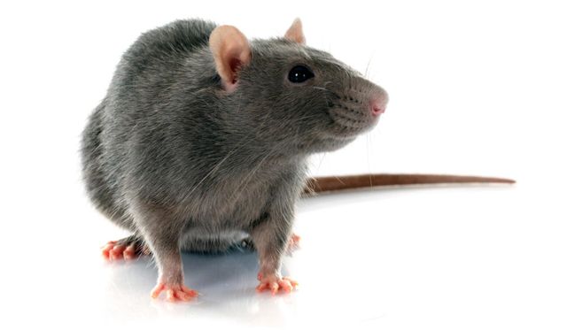 Top-Rated Rat Exterminators Near You in Virginia Beach, VA (Same