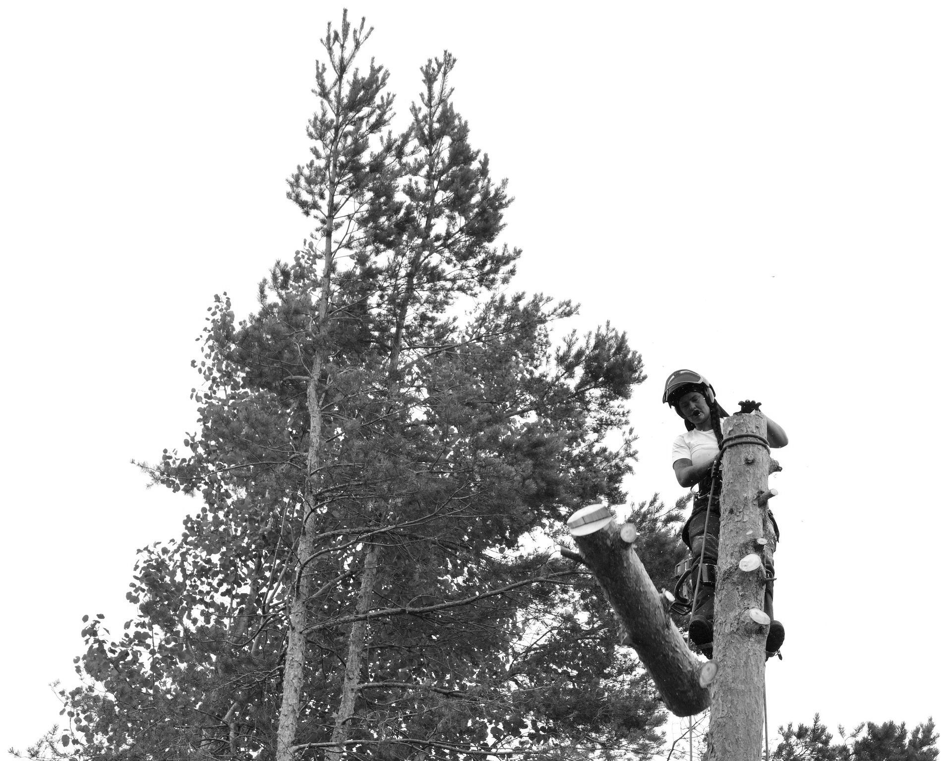 A woman wearing a helmet is using a chainsaw in the woods.