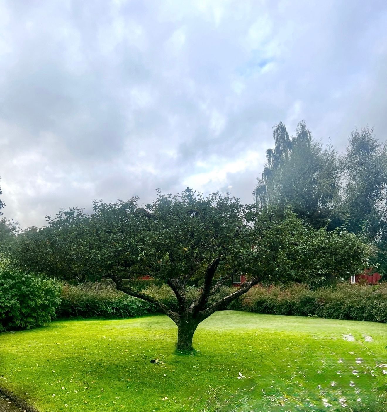 A man is climbing a tree with a chainsaw.